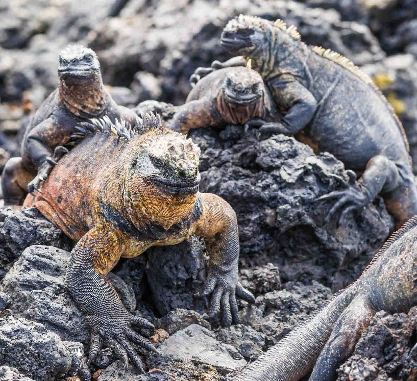 How can we use technology to save the Galapagos marine iguana?