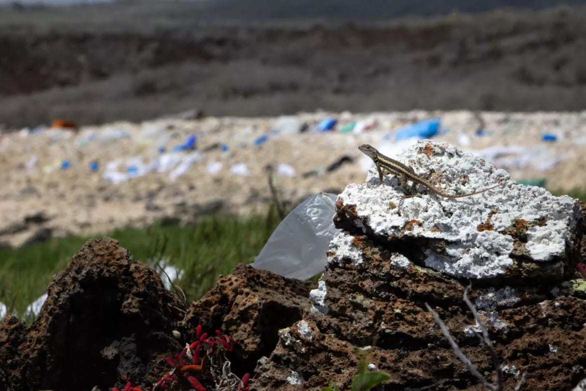 Researching plastic and chemical pollution in Galapagos