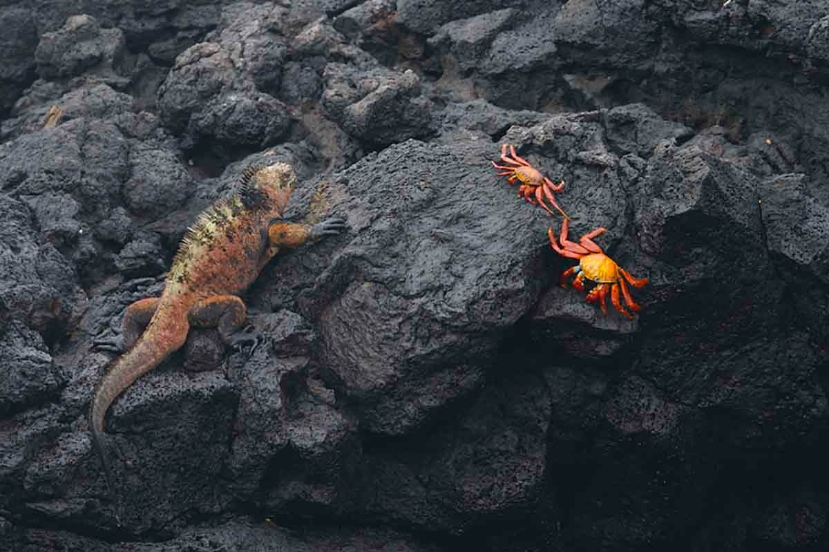 Puerto Egas | Marine Iguana | Red Crab | Galapagos Islands